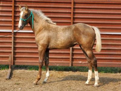 Manzanita Drift JW <BR> AQHA 6096628